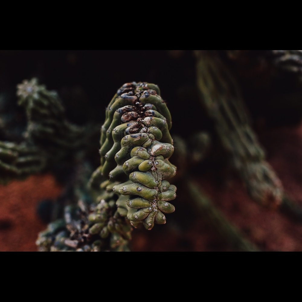 Cactus Print